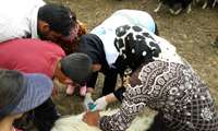 بررسی طغیان بیماری های منتقله ازغذا دشت لار 